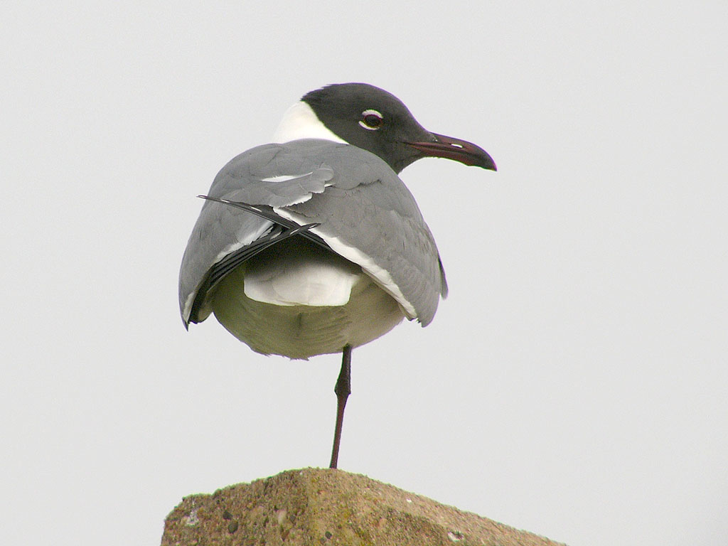 Laughing Gull