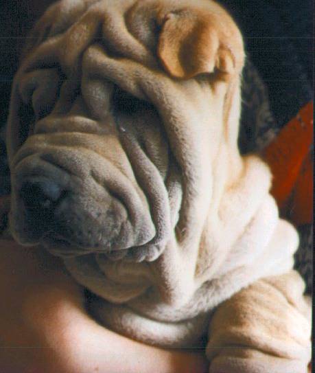 Wrinkled Dog