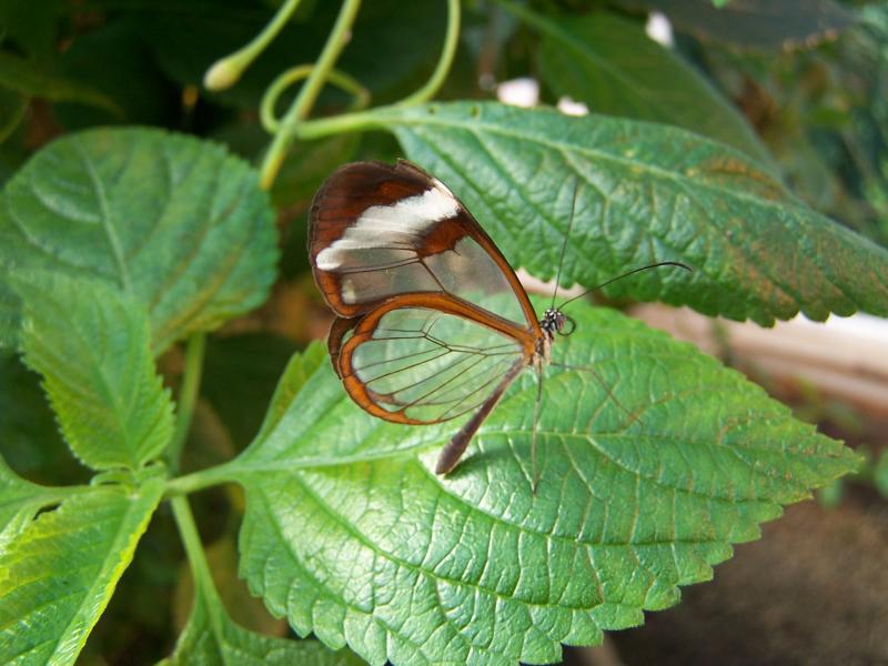 Crystal Springs Butterfly