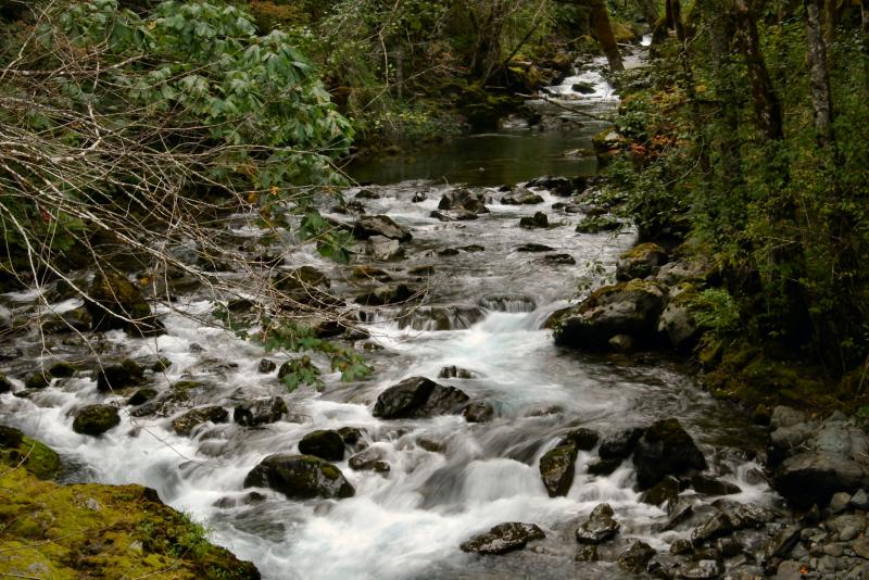 Another Small Creek in the Hamma Hamma River Rec Area.
