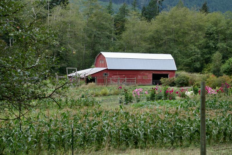 Barn and Flowers along the Dosewallups River Road