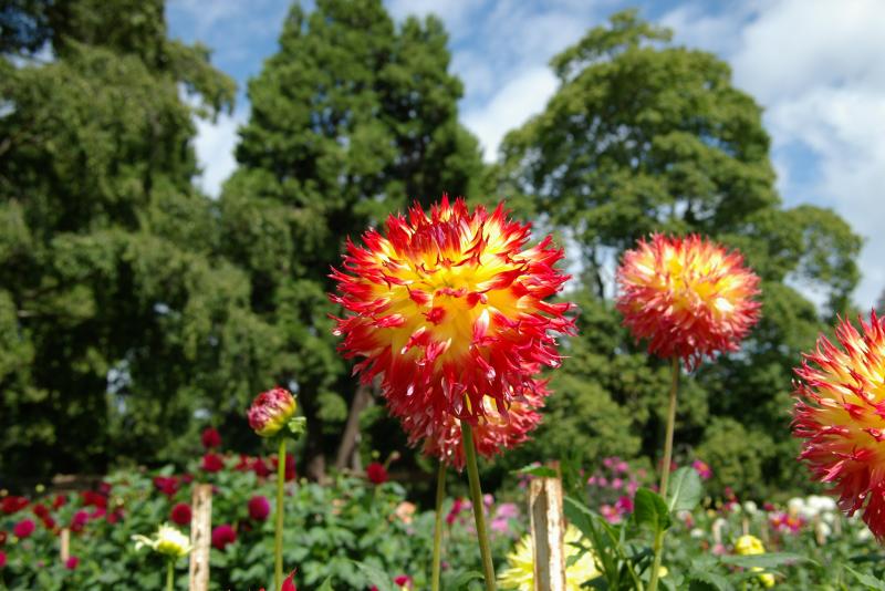 IMGP0877.JPG