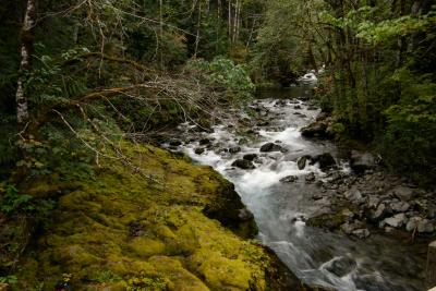Another Small Creek Looking Upstream in the Hamma Hamma River Rec Area.