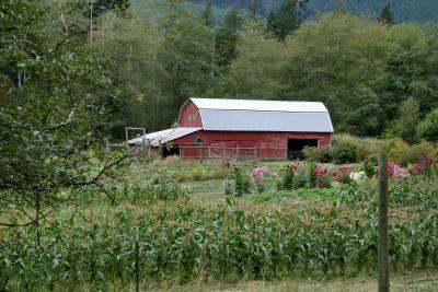 Barn and Flowers along the Dosewallups River Road