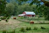 Cows and Barn along the Dosewallups River Road