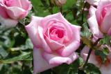IMGP0893.JPG