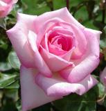 IMGP0893.JPG