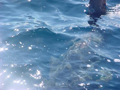 Ocean Sun Fish plays with the boat