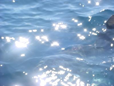 Ocean Sun Fish