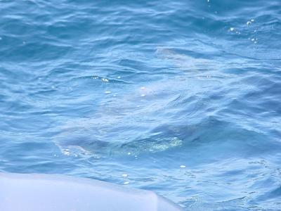 Ocean Sun Fish