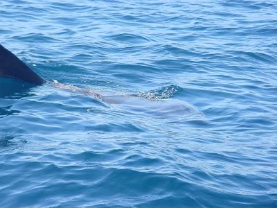 Ocean Sun Fish takes a look at us