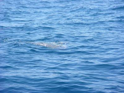 Ocean Sun Fish