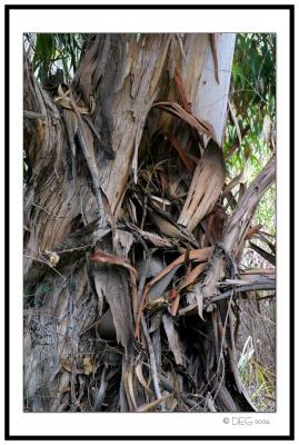 Eucalyptus Trunk