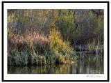 Pond created by Creek