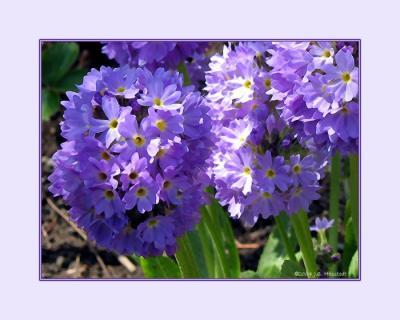 Purple_Flowers_Framed
