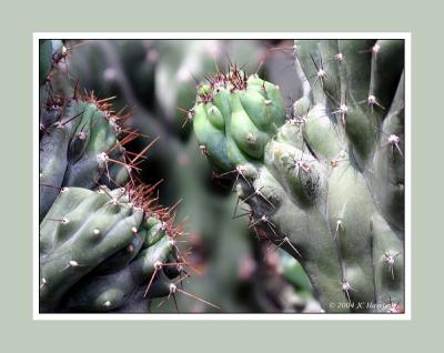 Prickly Situation 1