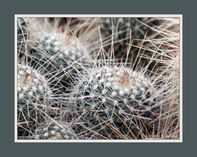 Prickly Situation 2