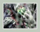 Prickly Situation 1