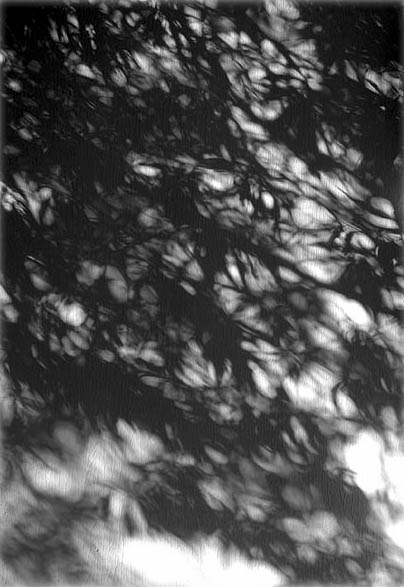 eaveshadows.jpg