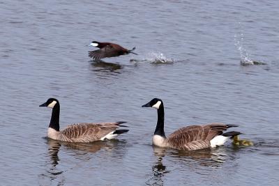 Canada Geese with gosling, plus Ruddy Duck