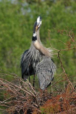 Great Blue Herons Kiss