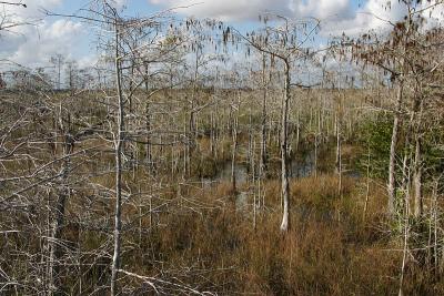 Everglades Swamp