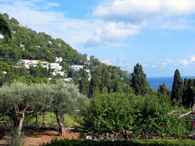 The green landscape on Capri.JPG