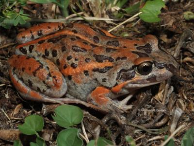 Salmon-striped frog, Limnodynastes salmini