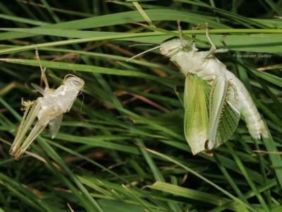 Grasshopper and empty shell