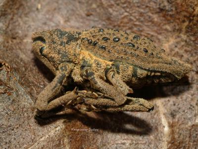 Curculionidae: Weevil dead?