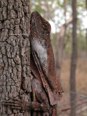 Frilled-neck lizard