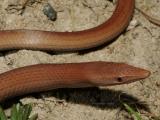 Burtons Legless lizard