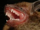 Greater Broadnosed Bat