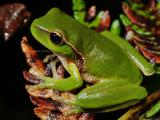 Leaf-green tree frog, Dryosophus phyllochroa