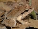 Fletcher's frog, Lechriodus fletcheri