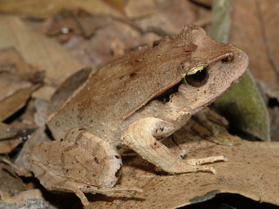 Fletchers frog, Lechriodus fletcheri