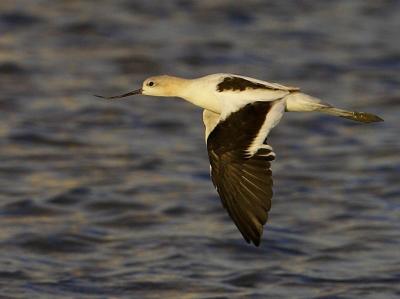 AM. Avocet PAB IT0L4360.jpg