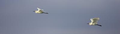 Great Egrets PAB IT0L4767.jpg