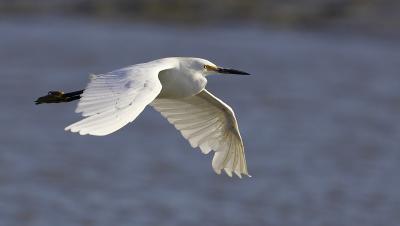 Snowy Egret in flight PAB IT0L4595.jpg