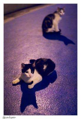 Hairball #1 & 2