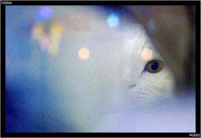 Street cat in Taipei