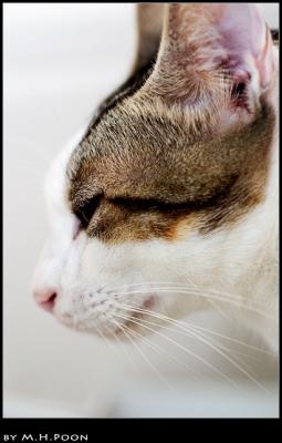 Hairball #2
