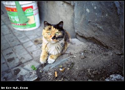 Cat in Beijing