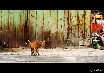 Street cat in Taipei