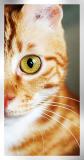 My Cat: Siufu