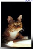 My Cat: Siufu