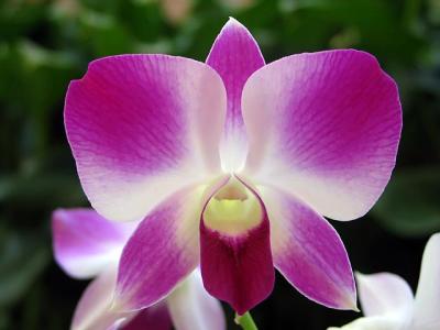 Orchid 2