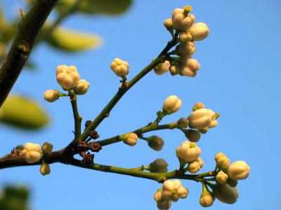 Citrus Flowers