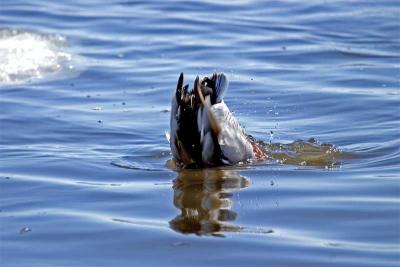 Duck Butt