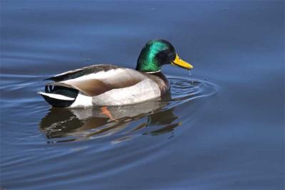 Mallard Drake